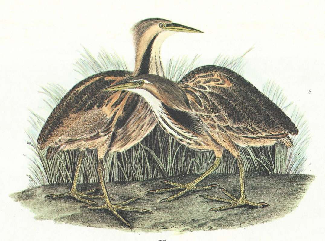 Pair -  Male on Left - Female on Right<br>(Origin of the Specimen: Audubon Painting - Different Artist)