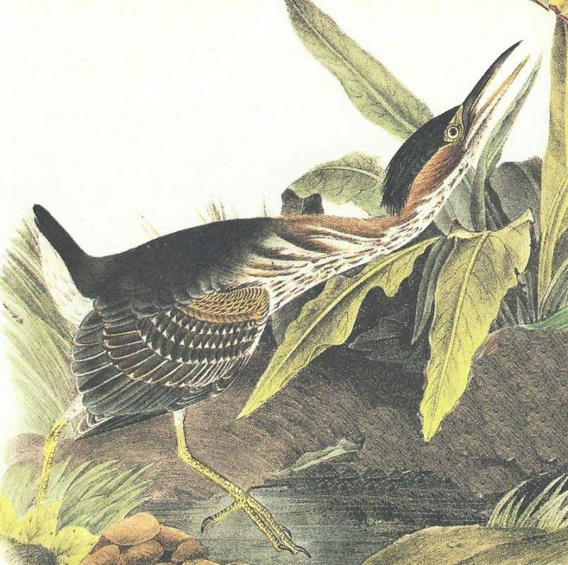 Closer View of September Young<br>(Origin of the Specimen: Audubon Painting)