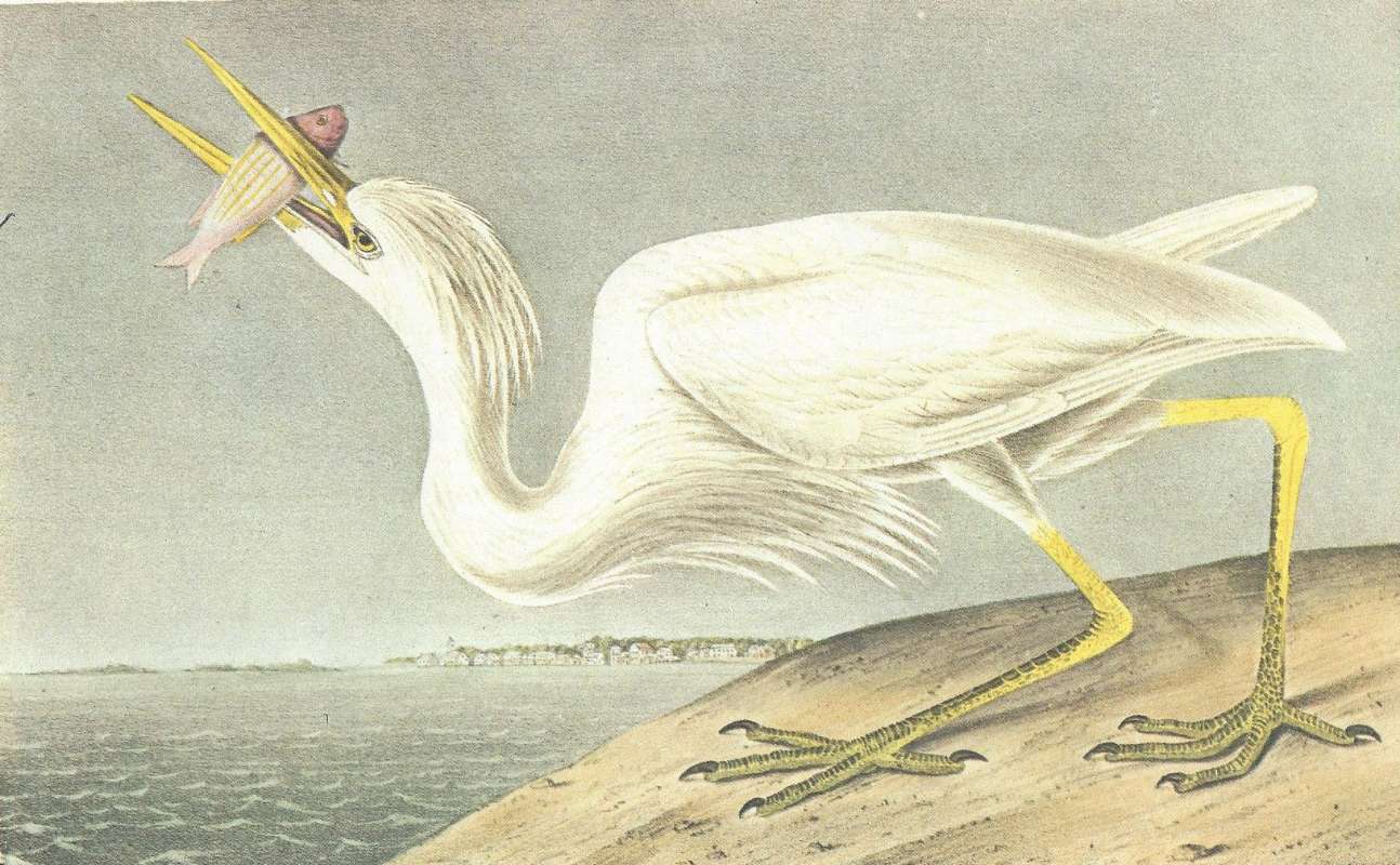 Alternate Coloring- Male Spring Plumage<br>(Origin of the Specimen: Audubon Painting)