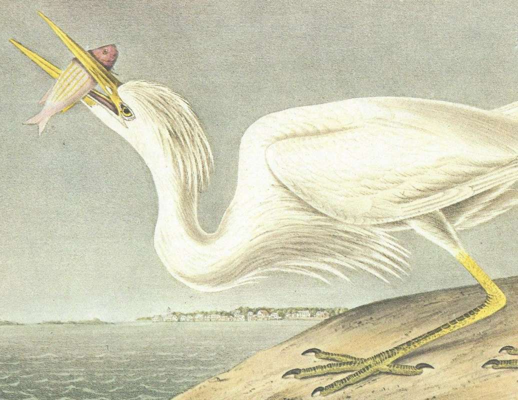 Closer View - Legs & Head - Male - Spring Plumage<br>(Origin of the Specimen: Audubon Painting)