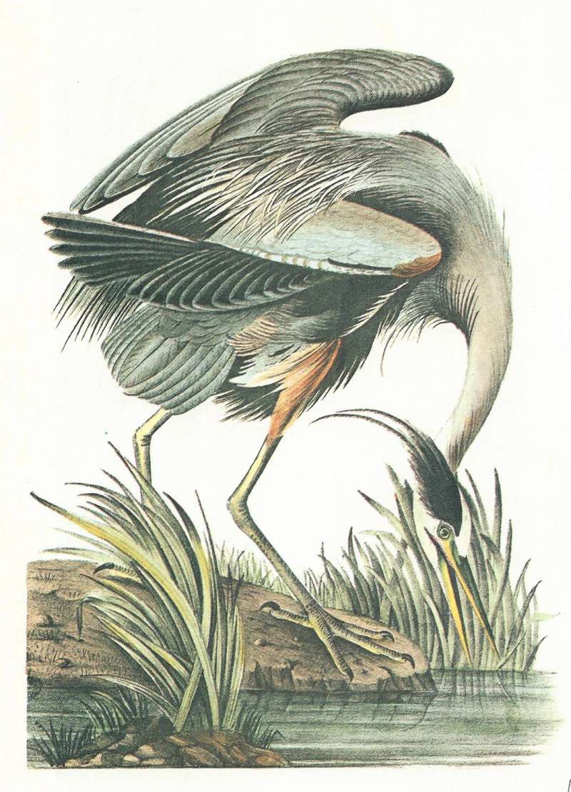 Alternate Artiist<br>(Origin of the Specimen: Audubon Painting)