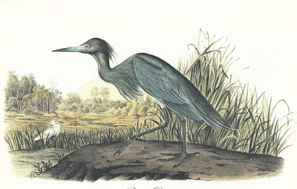 Alternate Rendition - White Young in Rear<br>(Origin of the Specimen: Audubon Painting)