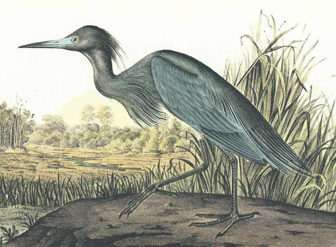 Closer View of Adult Spring Plumage Male<br>(Origin of the Specimen: Audubon Painting)