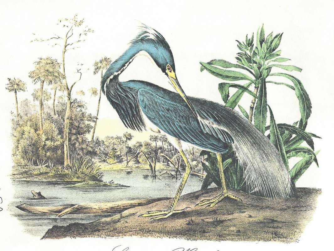 Adult Male<br>(Origin of the Specimen: Painting Aduubon-alternate coloring)
