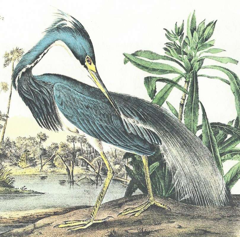 Closer View of Adult Male<br>(Origin of the Specimen: Painting Aduubon)