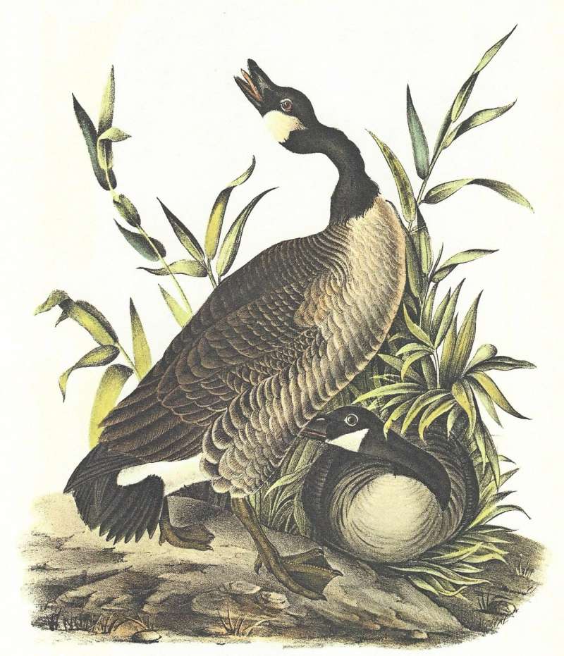 Pair - Male Standing, Fmeale on Ground<br>(Origin of the Specimen: Audubon Painting)