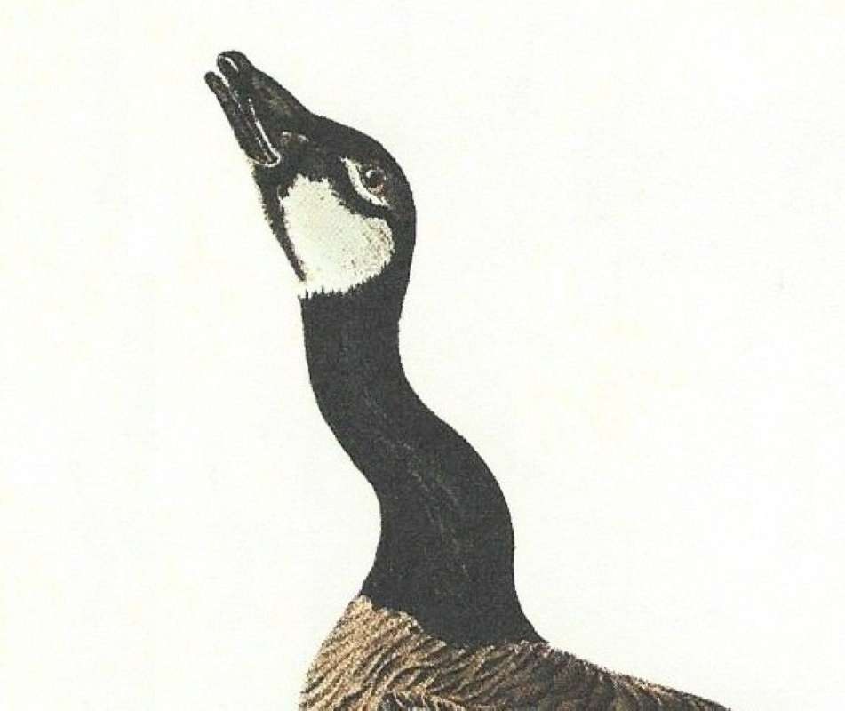 Closer View of Head and Neck<br>(Origin of the Specimen: Audubon Painting)