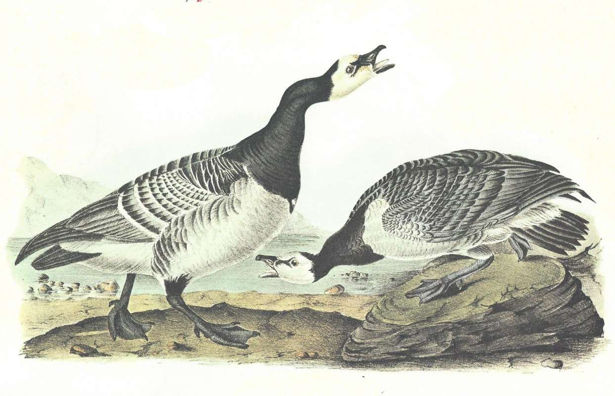 Male on Left,  Female on Right<br>(Origin of the Specimen: Audubon Painting)