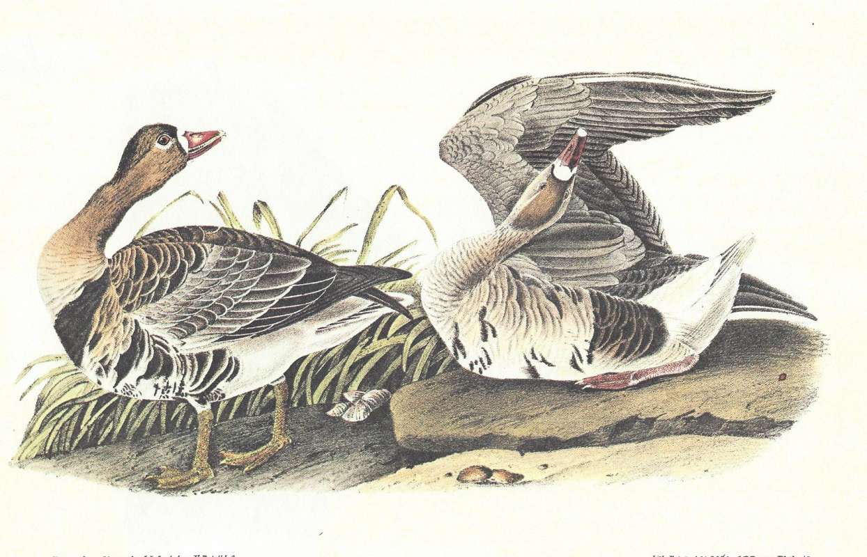 Two Adults - Male on Left,  Female on Right<br>(Origin of the Specimen: Audubon Painting)