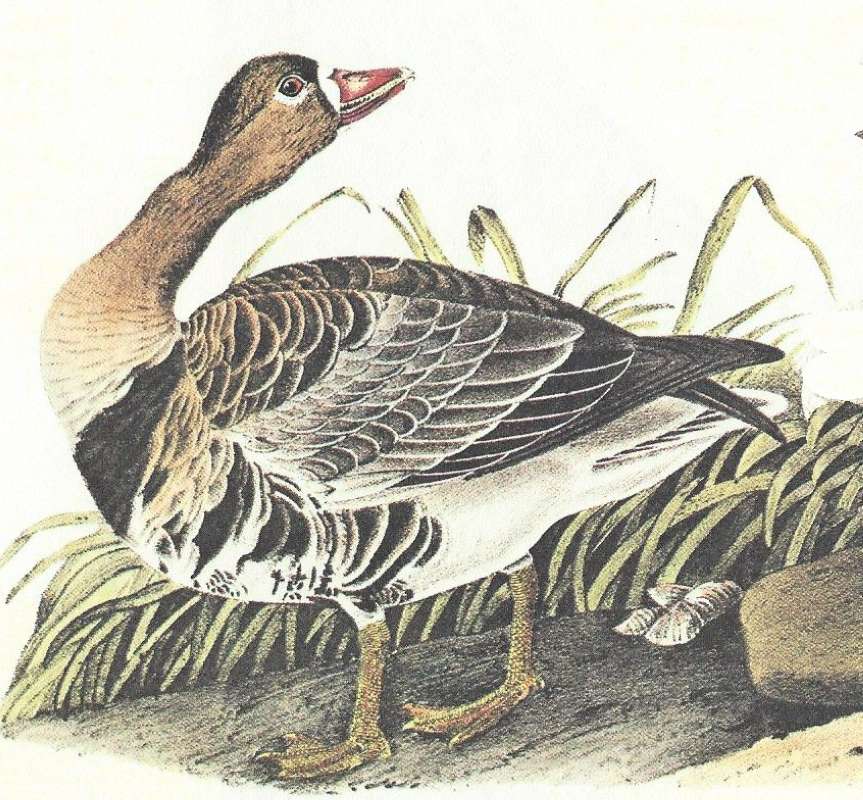 Closer View of Male<br>(Origin of the Specimen: Audubon Painting)