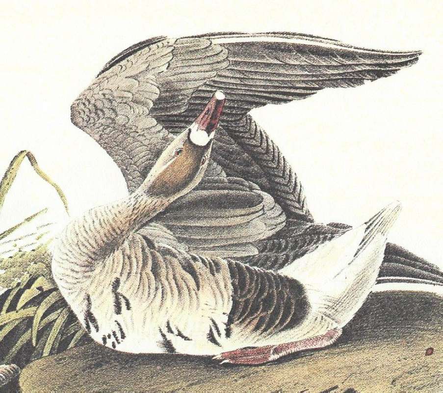 Closer View of Female<br>(Origin of the Specimen: Audubon Painting)
