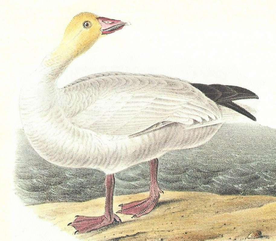 Closer View of Adult Male<br>(Origin of the Specimen: Audubon Painting)