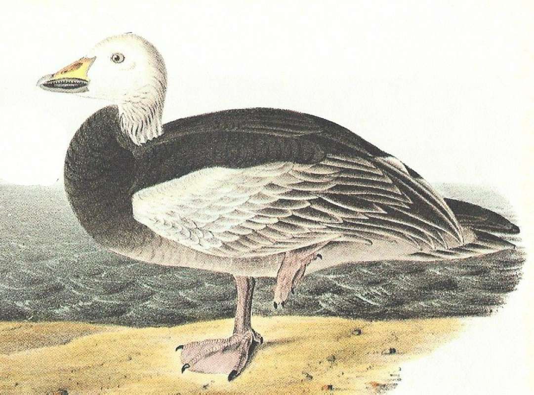 Closer View of Young Female<br>(Origin of the Specimen: Audubon Painting)