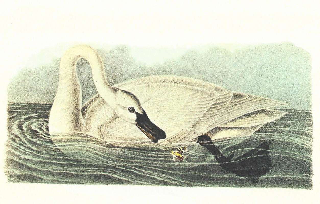 Silhoute - Sweimming - Male<br>(Origin of the Specimen: Audubon Painting)