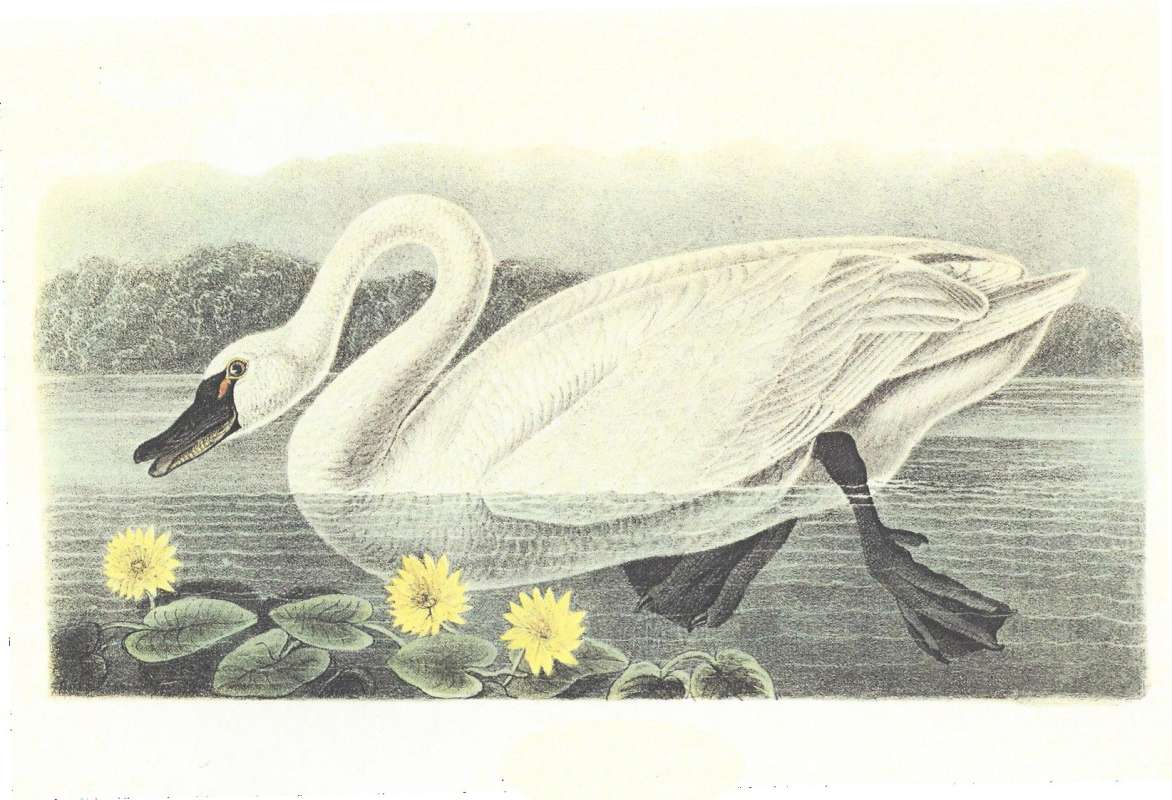 Swimming - Alterate Coloring - Male<br>(Origin of the Specimen: Audubon Painting)