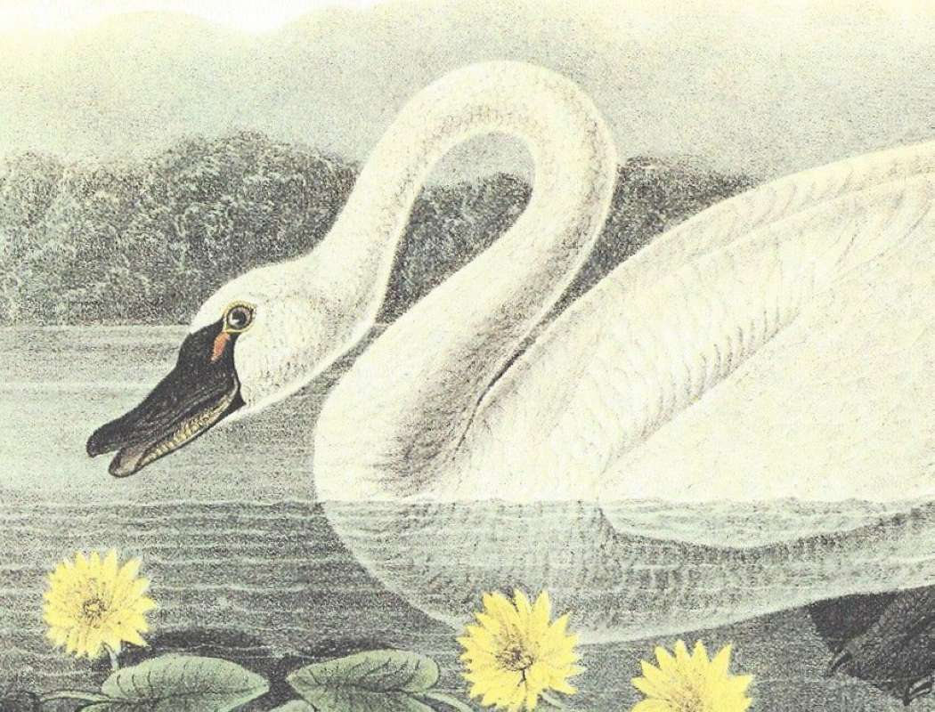 Close View of Head and Neck<br>(Origin of the Specimen: Audubon Painting)