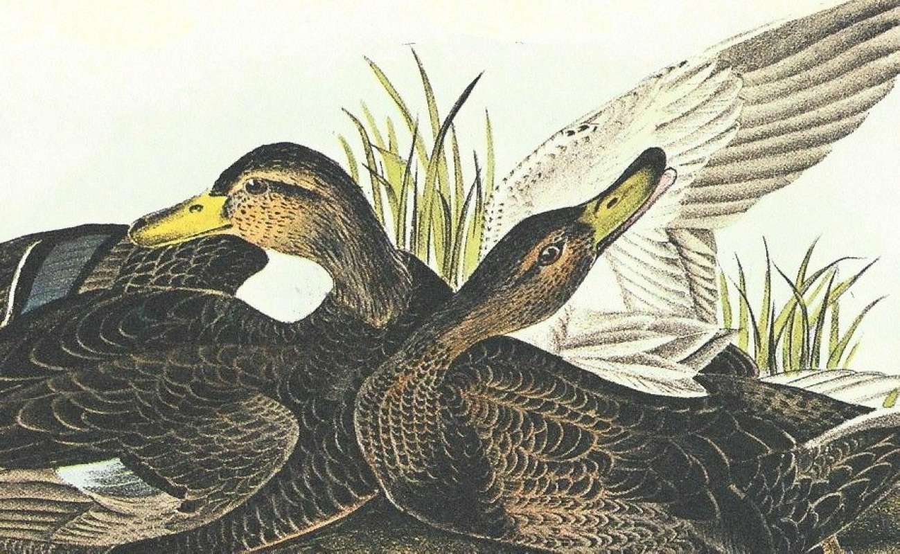 Closer VIew of Pair<br>(Origin of the Specimen: Audubon Painting)