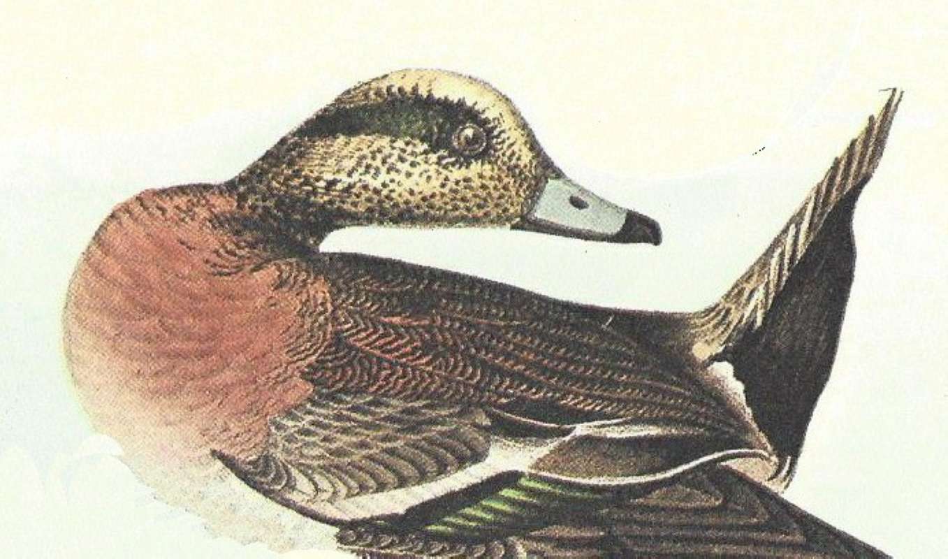 Closer View of Male<br>(Origin of the Specimen: Audubon Painting)