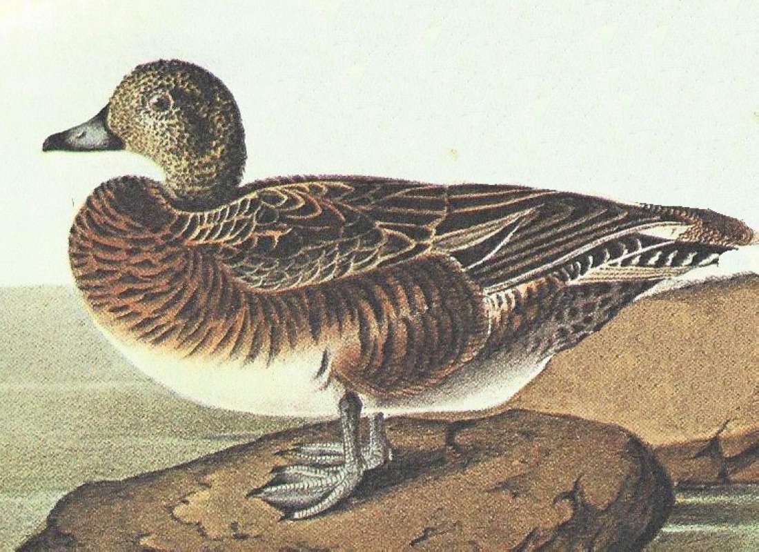 Clsoer View of Female<br>(Origin of the Specimen: Audubon Painting)