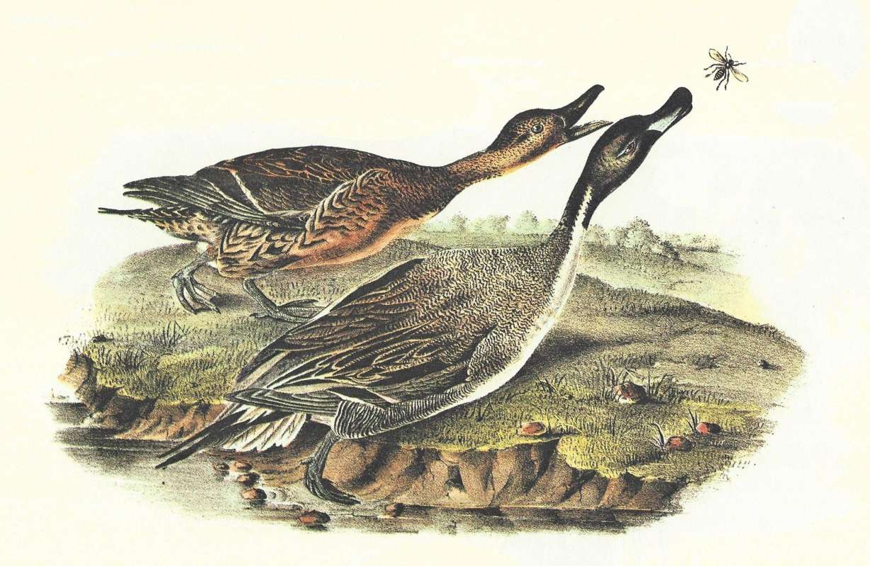 Pair on Shore - Female Above, Male Below<br>(Origin of the Specimen: Audubon Painting)