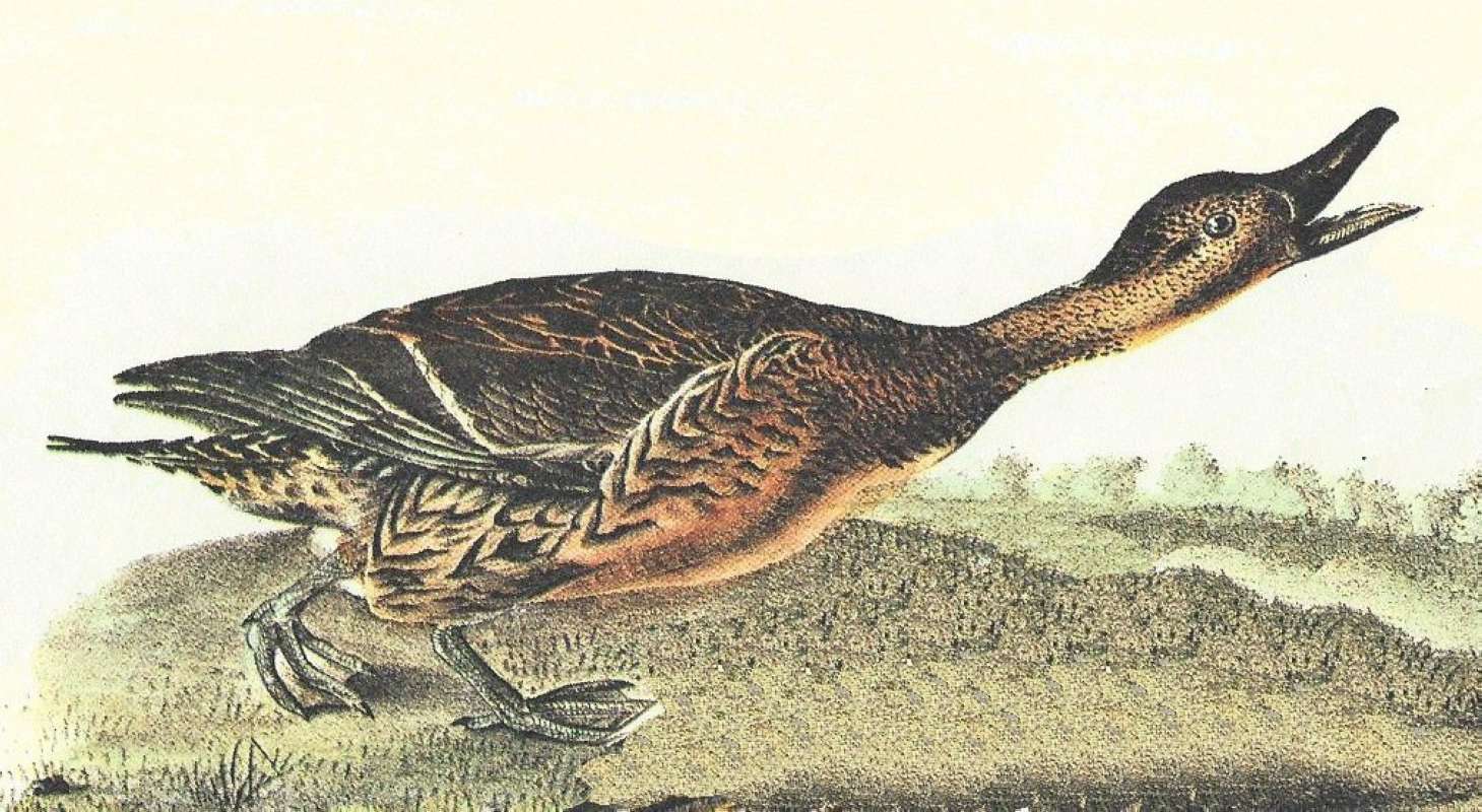 Closer View of Female<br>(Origin of the Specimen: Audubon Painting)