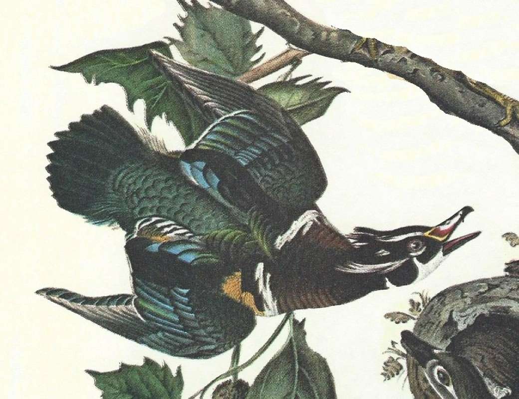 Closer View of Flying Male<br>(Origin of the Specimen: Audubon Painting)