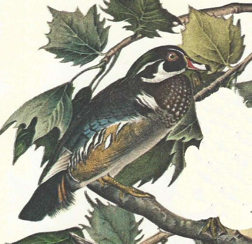 Closer View of Perched Mlae<br>(Origin of the Specimen: Audubon Painting)