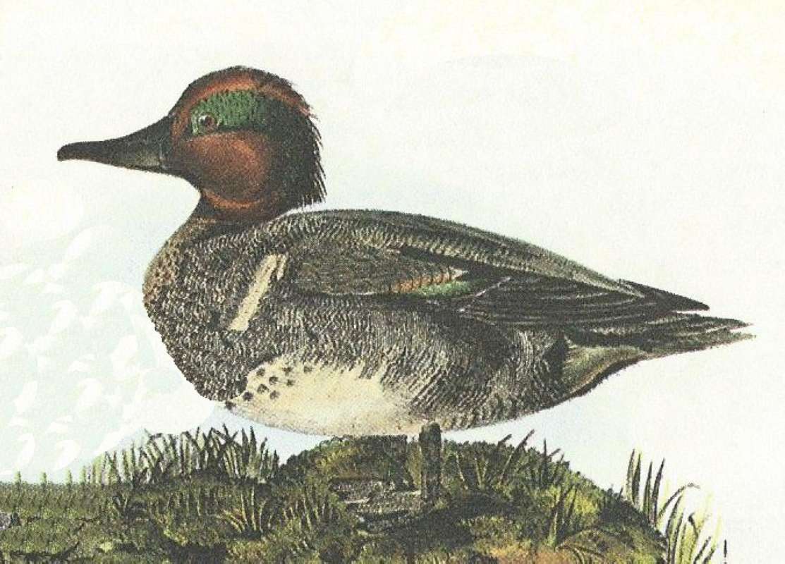 Closer view of Male<br>(Origin of the Specimen: Audubon Painting)