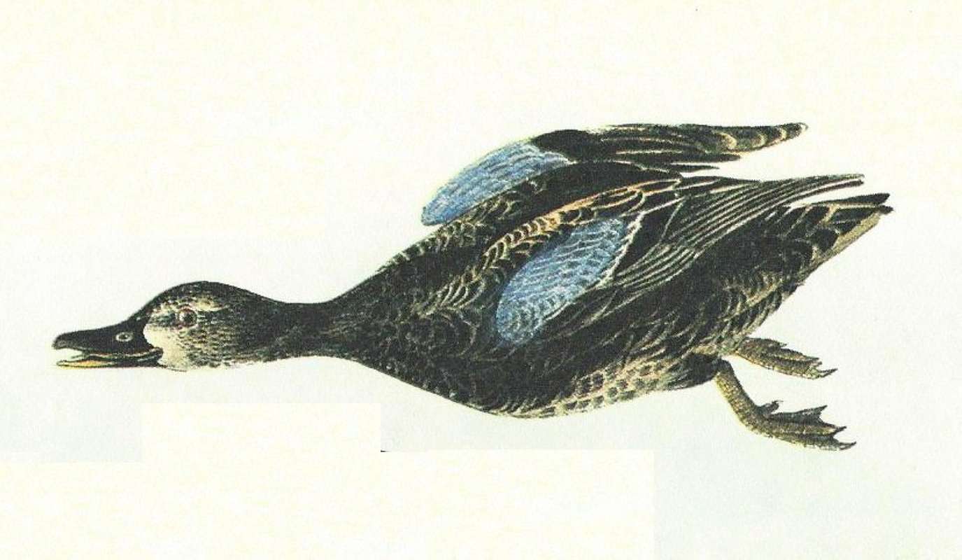 Closer Vieof Female<br>(Origin of the Specimen: Audubon Painting)