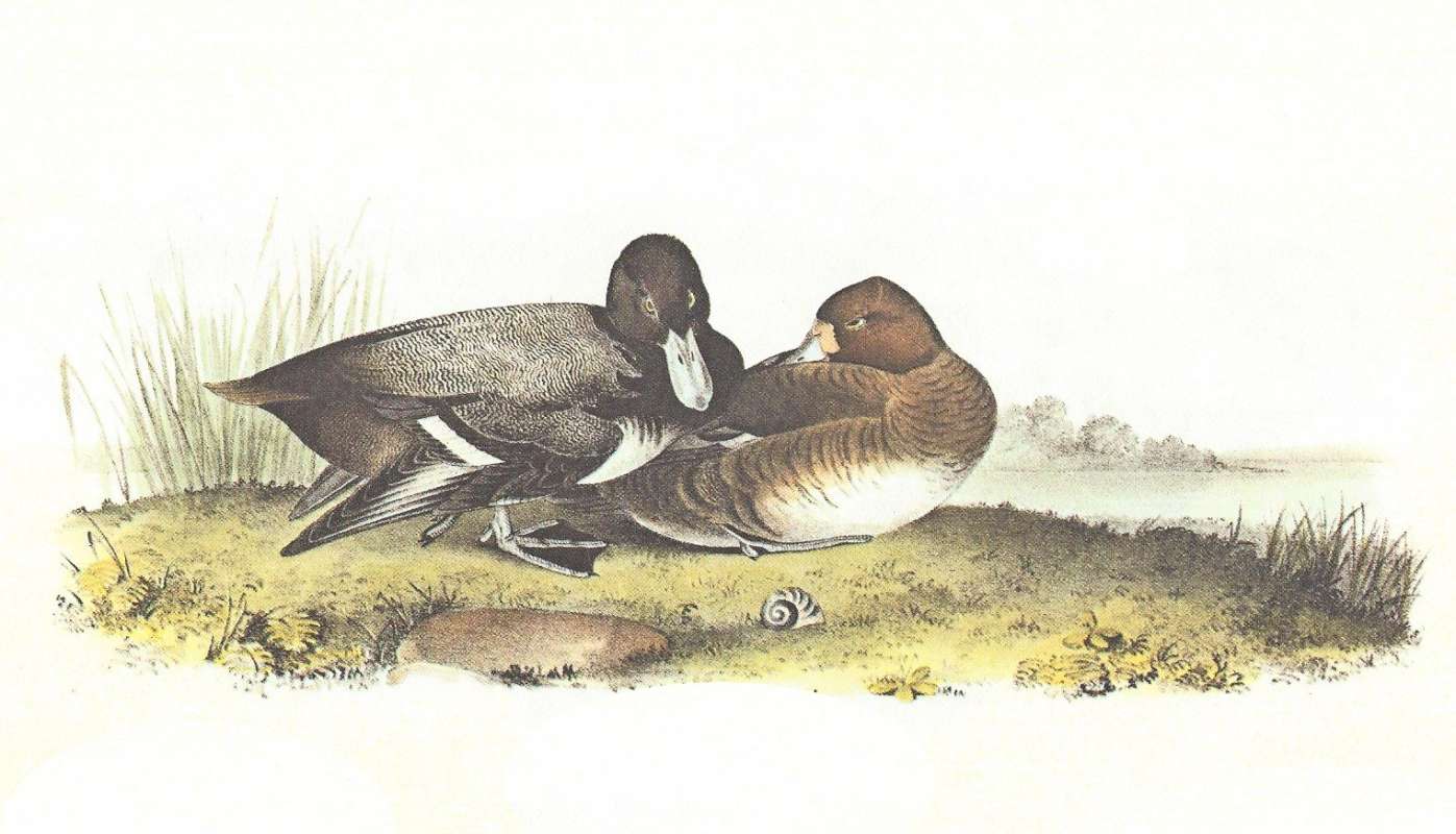 Pair on Land - Male on Left<br>(Origin of the Specimen: Audubon Painting)