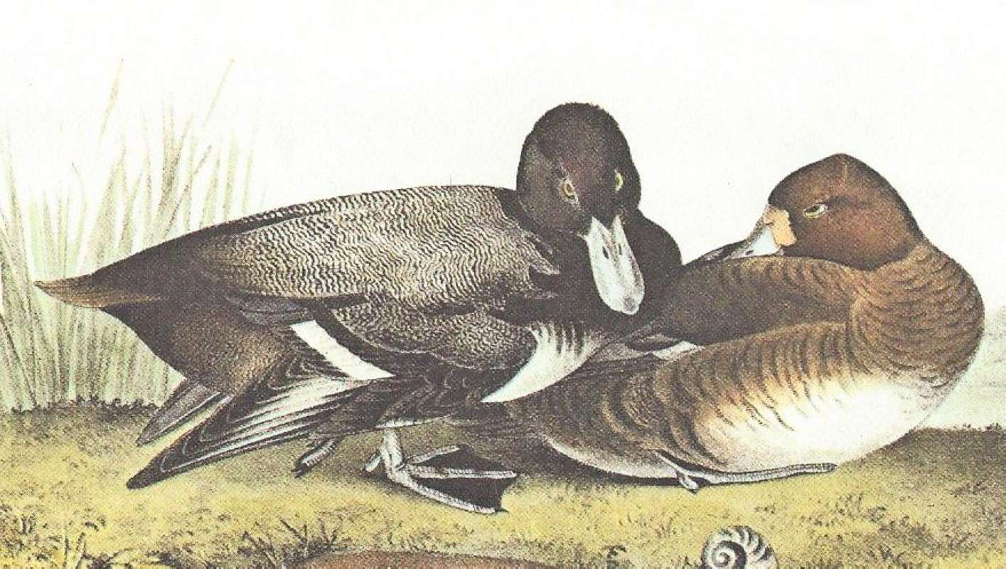 Closer View of Pair<br>(Origin of the Specimen: Audubon Painting)