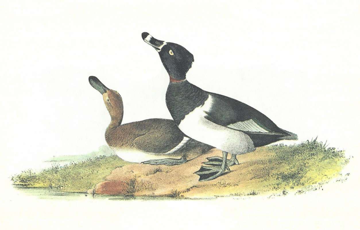 Pair - Male on Right<br>(Origin of the Specimen: Audubon Painting)