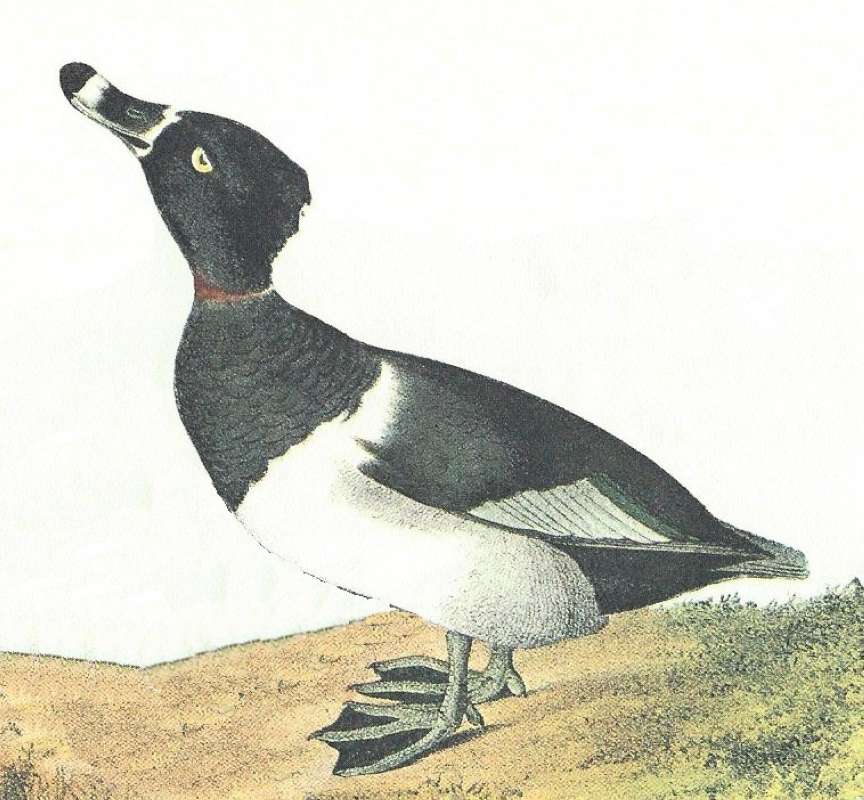Closer View of Male<br>(Origin of the Specimen: Audubon Painting)