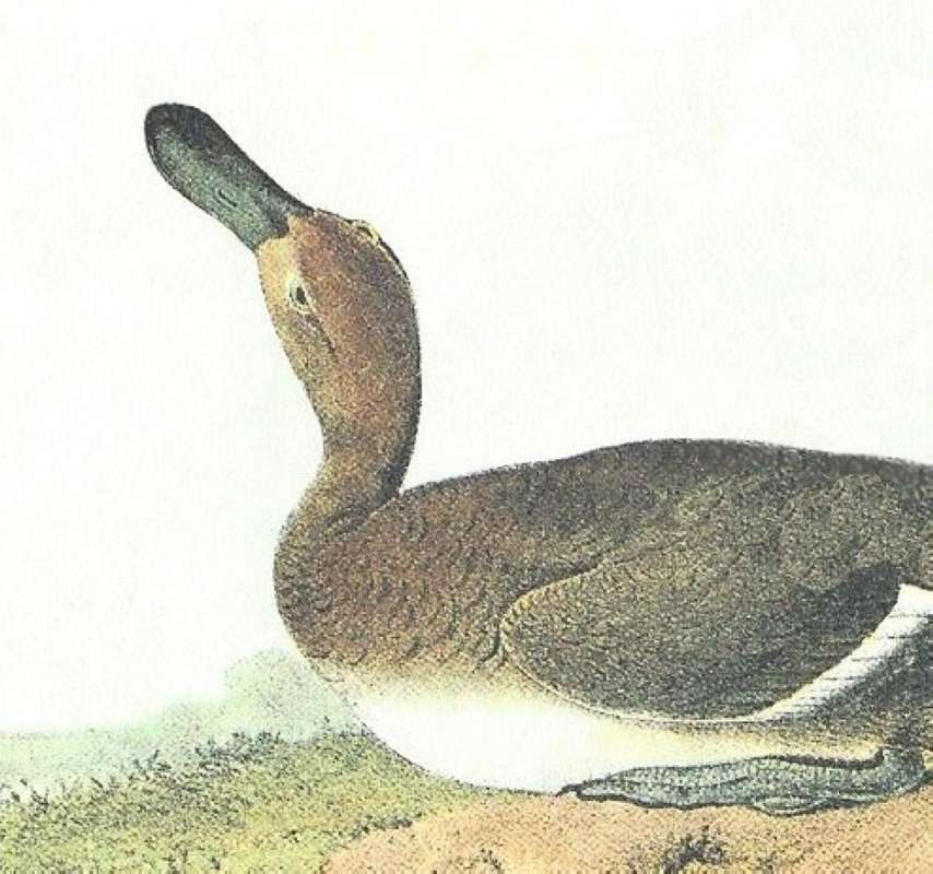 Closer View of Female<br>(Origin of the Specimen: Audubon Painting)