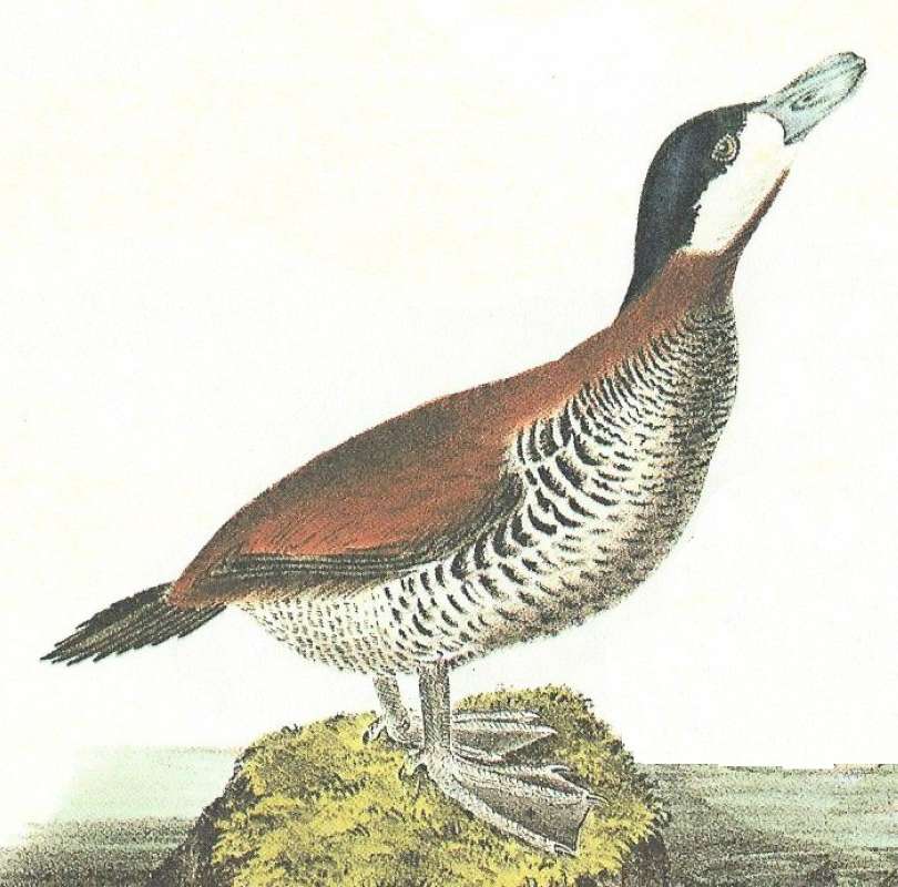Male on Moss Covered Rock<br>(Origin of the Specimen: Audubon Panting)