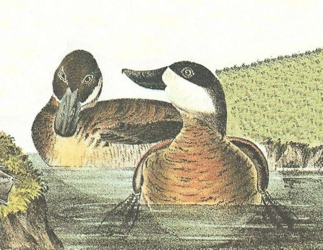 Female with Young on Water<br>(Origin of the Specimen: Audubon Panting)