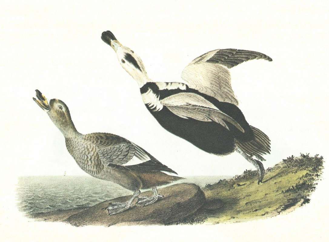 Pair - Male on Right in Flight, Female on Left<br>(Origin of the Specimen: Audubon Painting)
