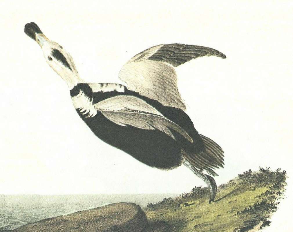 Closer View of Male in Flight<br>(Origin of the Specimen: Audubon Painting)