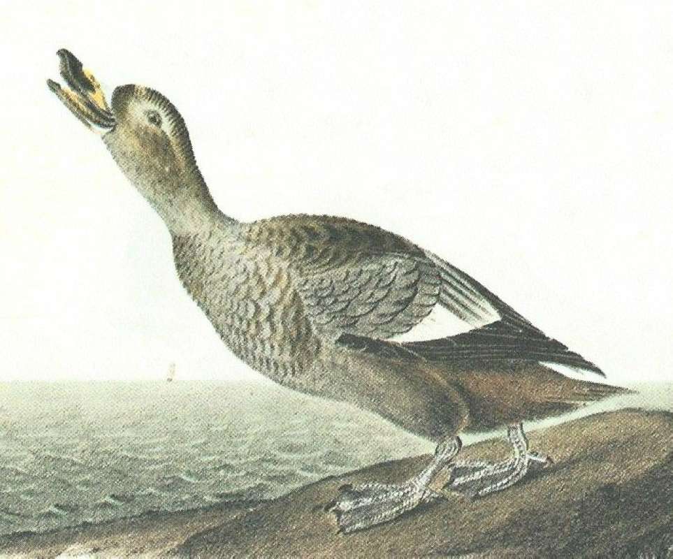Closer View of Female on Ground<br>(Origin of the Specimen: Audubon Painting)