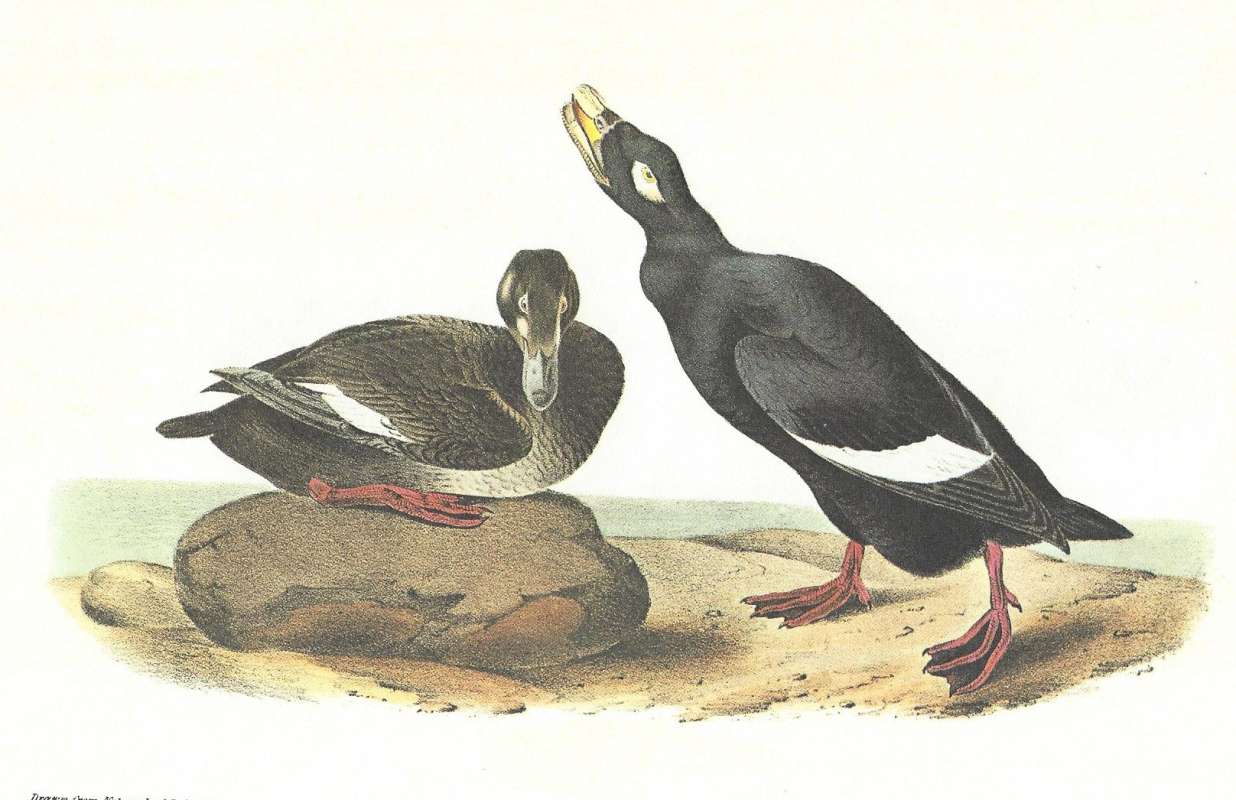 Pair - Male on Right<br>(Origin of the Specimen: Audubon Painting)