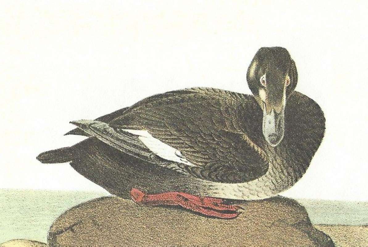 Closer View of Female<br>(Origin of the Specimen: Audubon Painting)