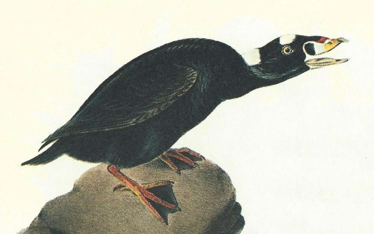 Closer View of Male<br>(Origin of the Specimen: Audubon Painting)