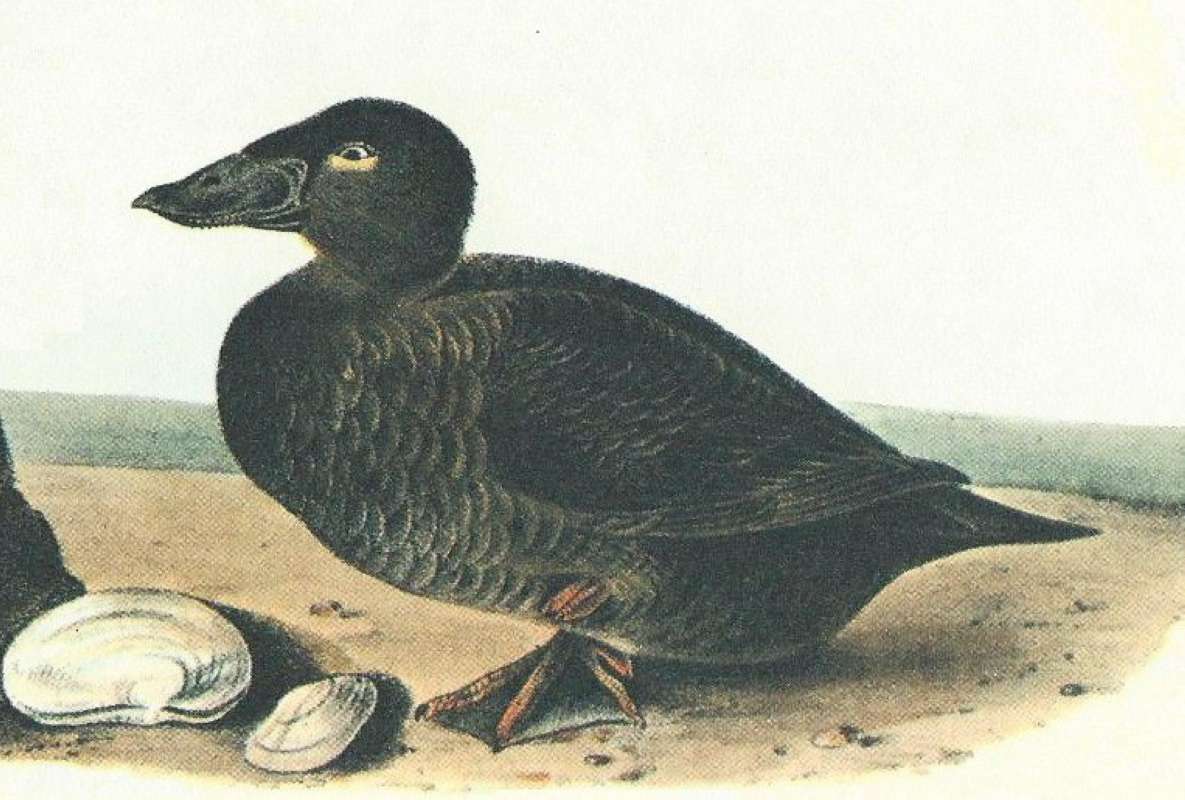 Closer View of Female<br>(Origin of the Specimen: Audubon Painting)