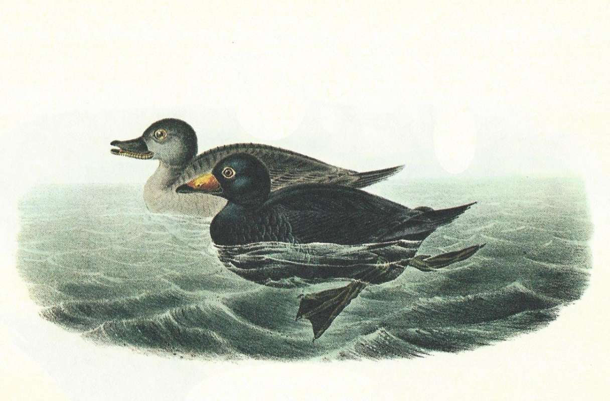 Pair - Male in Front - Female in Rear<br>(Origin of the Specimen: Audubon Painting)