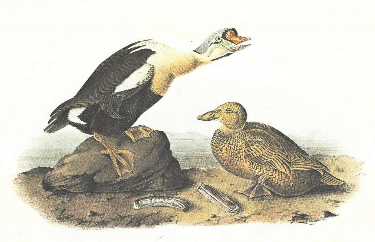 Pair - Male on Top Left - Female Below<br>(Origin of the Specimen: Audubon Painting)
