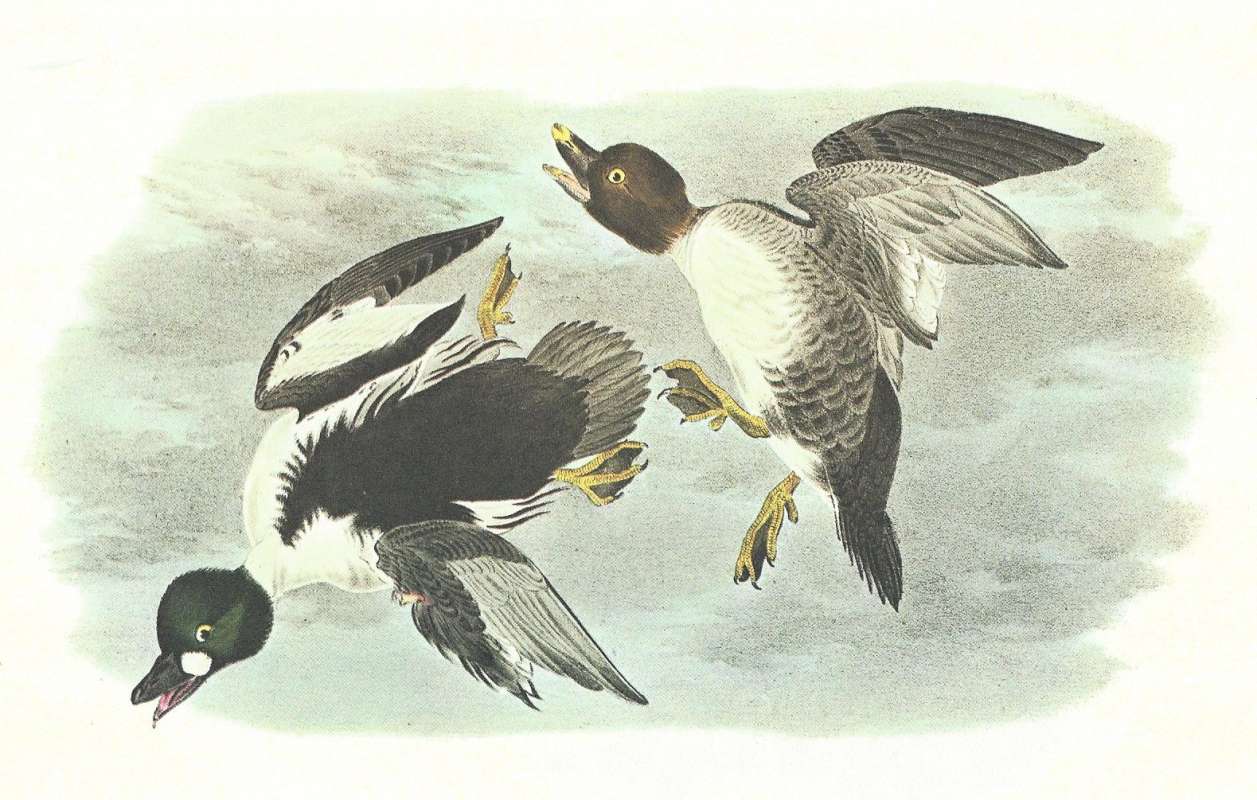 Pair in Flight, Male on Left<br>(Origin of the Specimen: Audubon Painting)