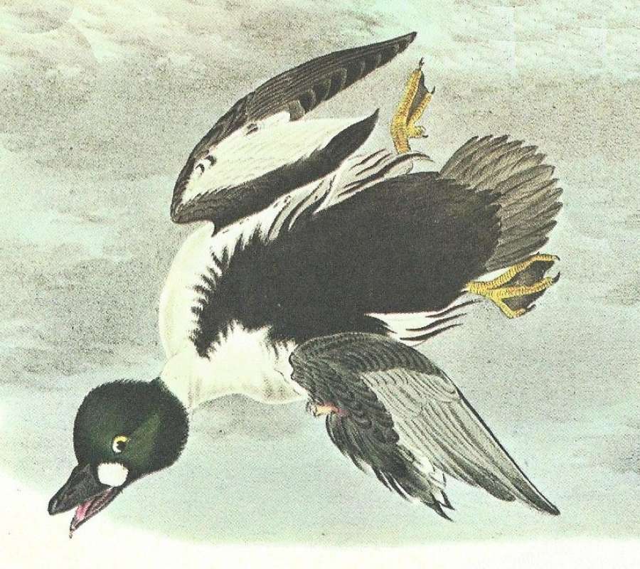 Closer View of Flying Male<br>(Origin of the Specimen: Audubon Painting)