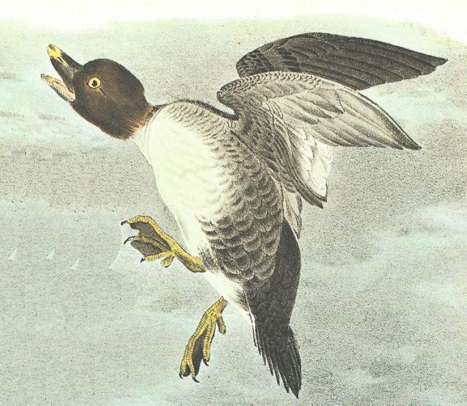 Closer View of Flying Female<br>(Origin of the Specimen: Audubon Painting)