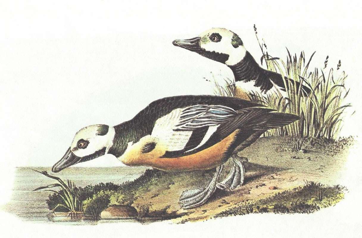 Two Males<br>(Origin of the Specimen: Auduon Painting)