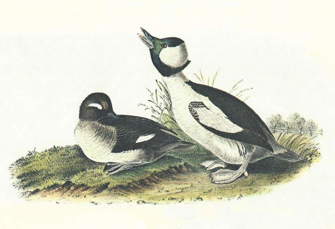 Pair - Male on Right, Female on Left<br>(Origin of the Specimen: Audubon Painting)
